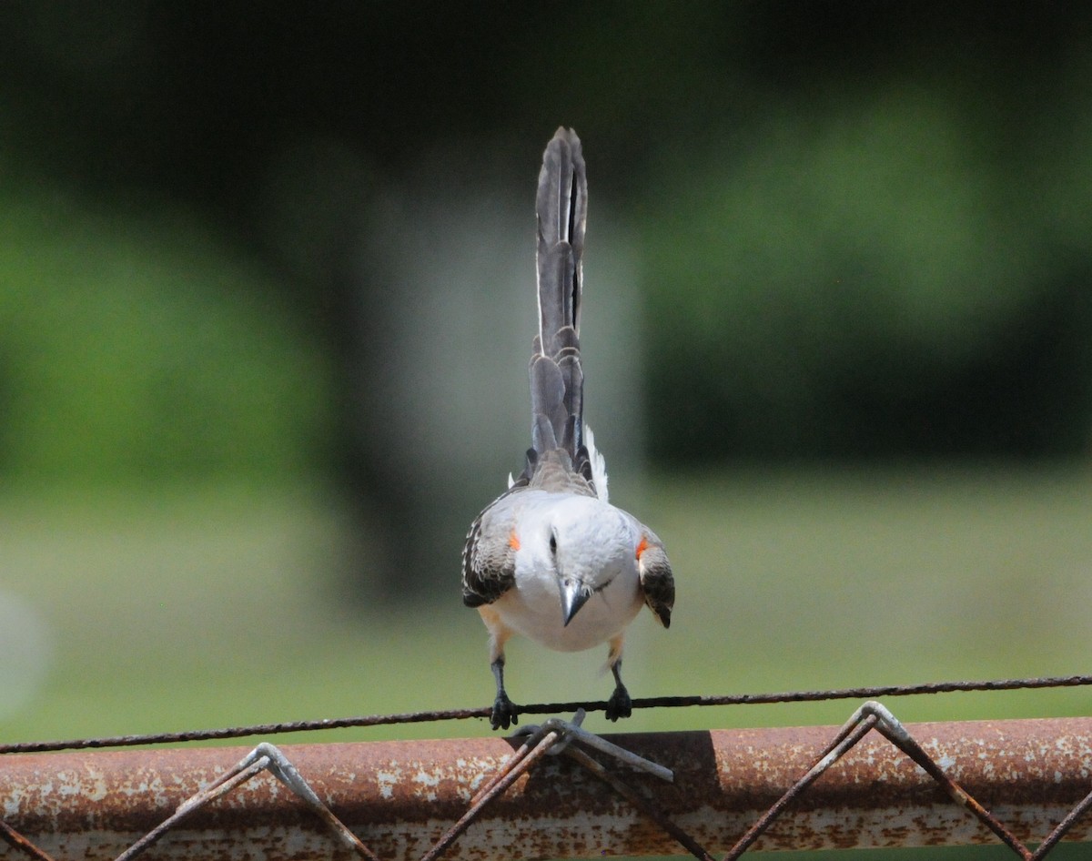 Scissor-tailed Flycatcher - ML234398421