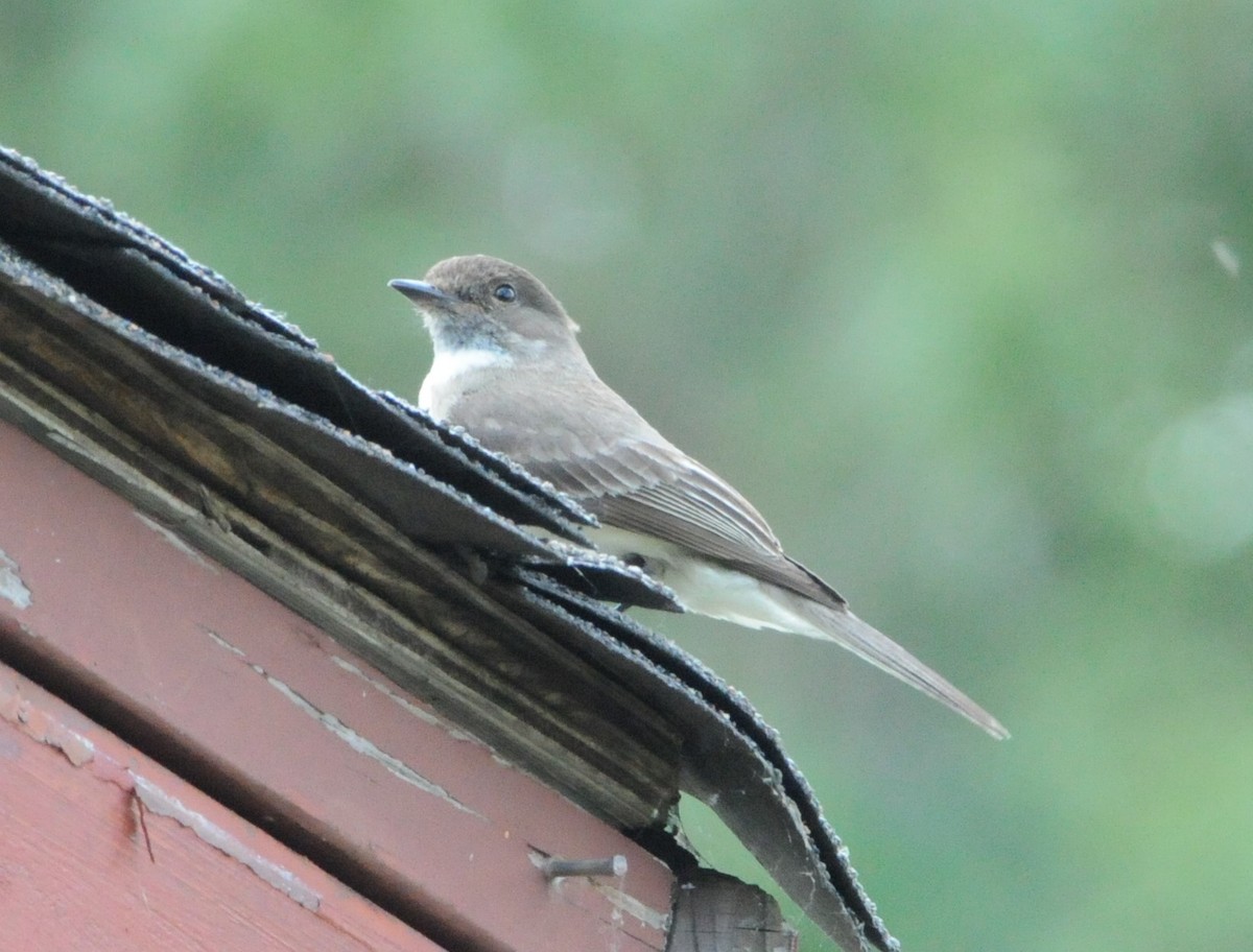 Eastern Phoebe - ML234398651