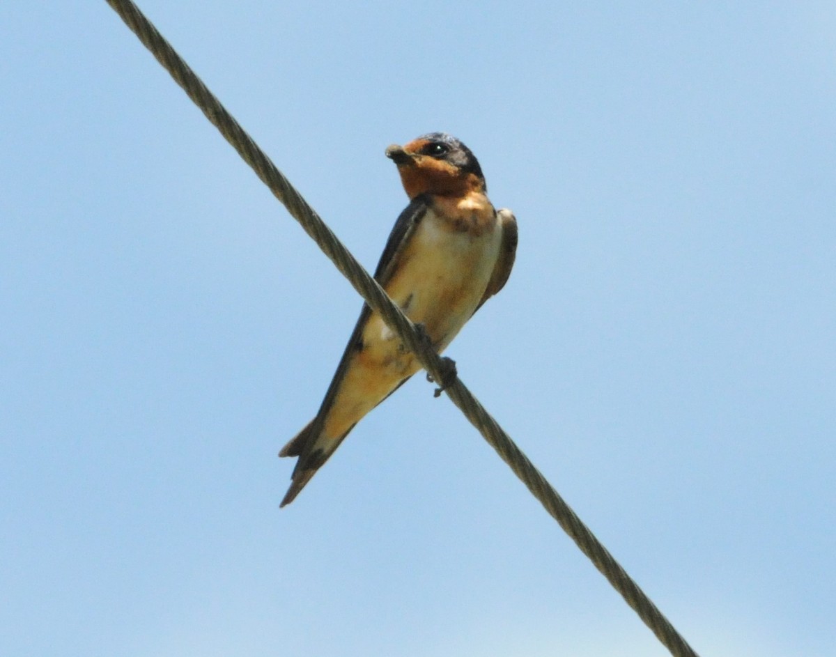 Barn Swallow - ML234399331