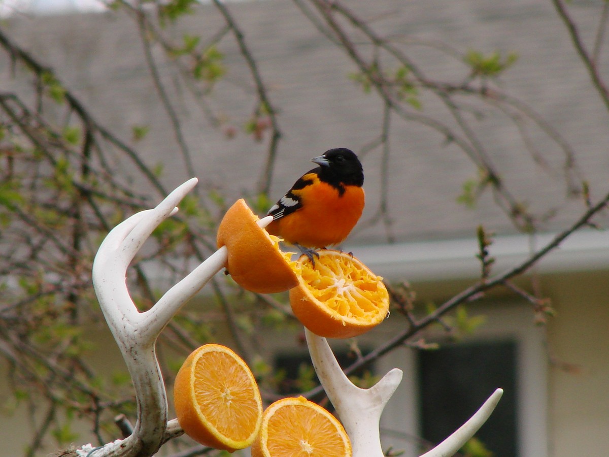 Baltimore Oriole - ML234399971