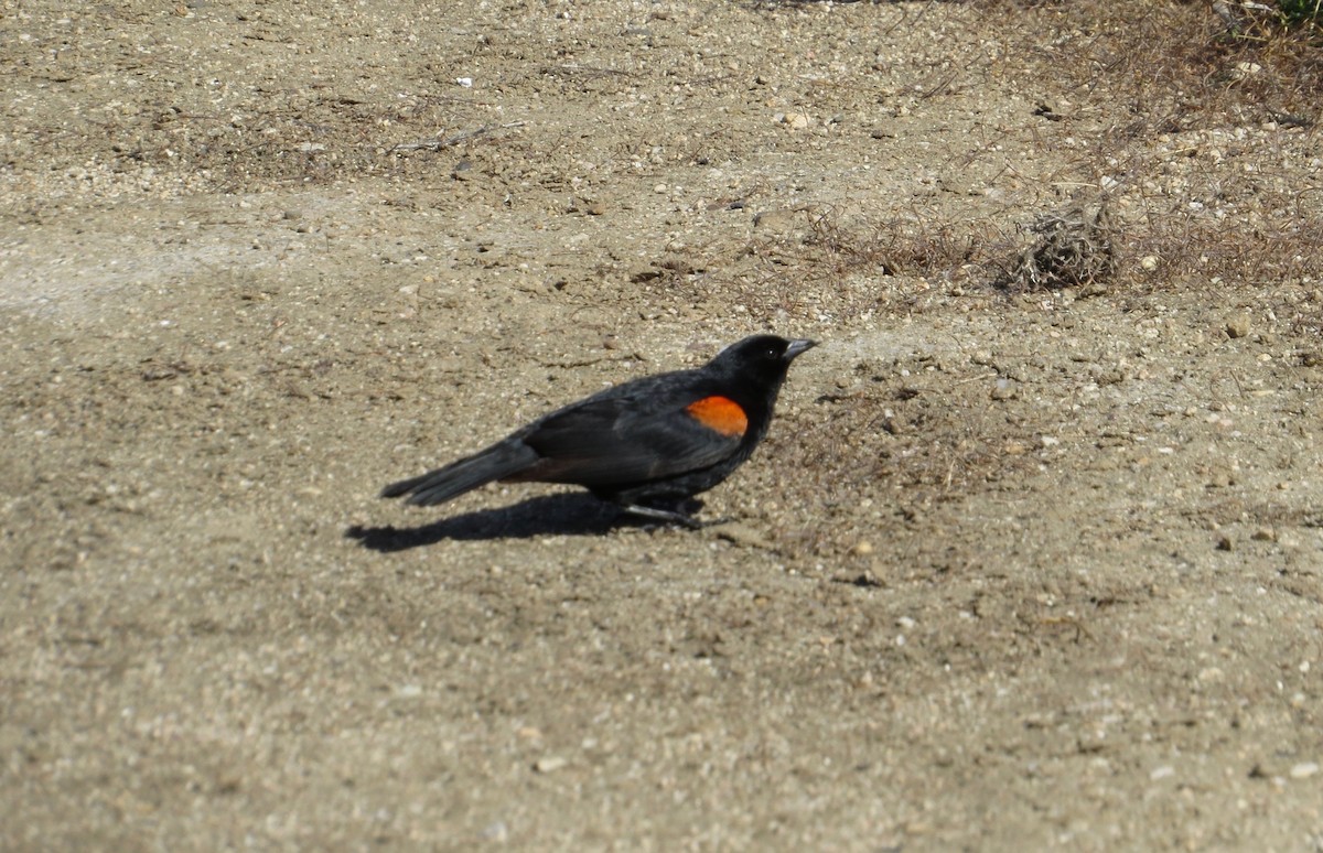 Red-winged Blackbird - Jacqueline Knowlton