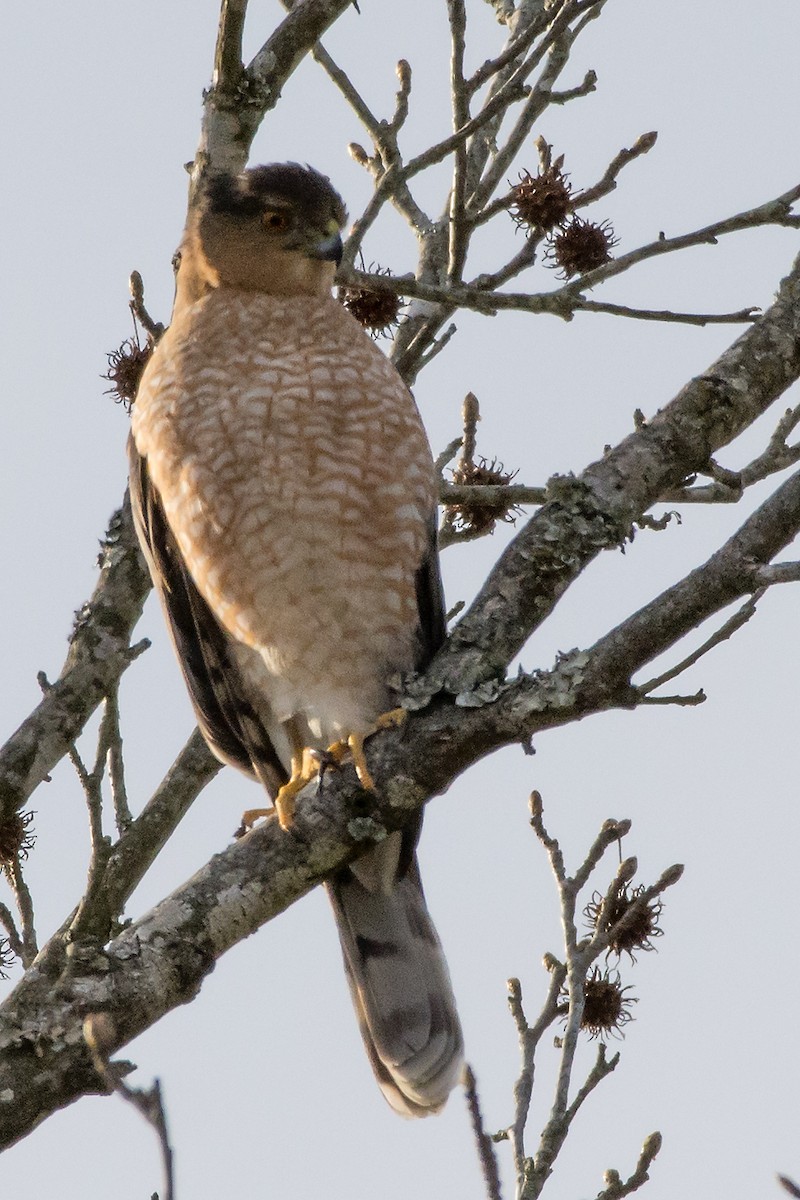 Cooper's Hawk - ML23440421