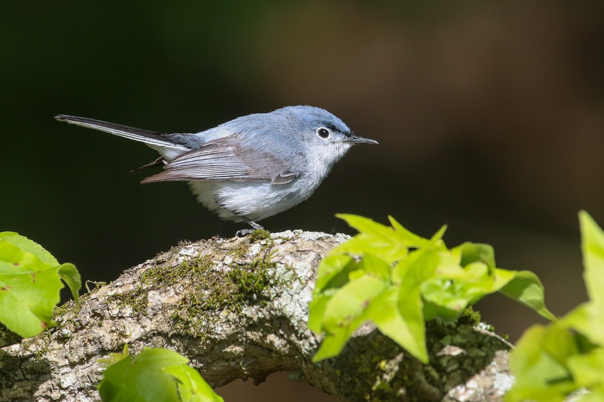 Blue-gray Gnatcatcher - ML234404741