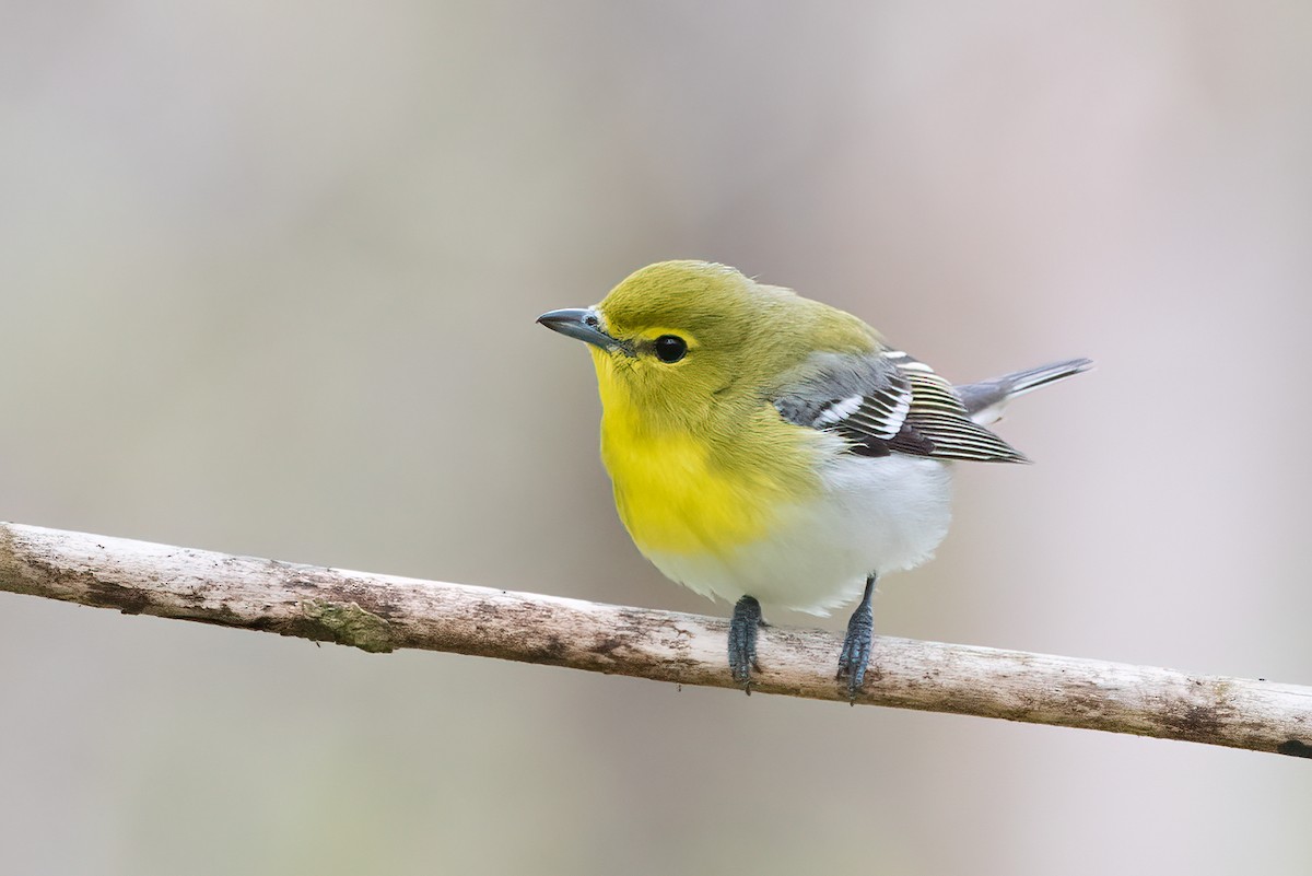 Vireo Gorjiamarillo - ML234405821