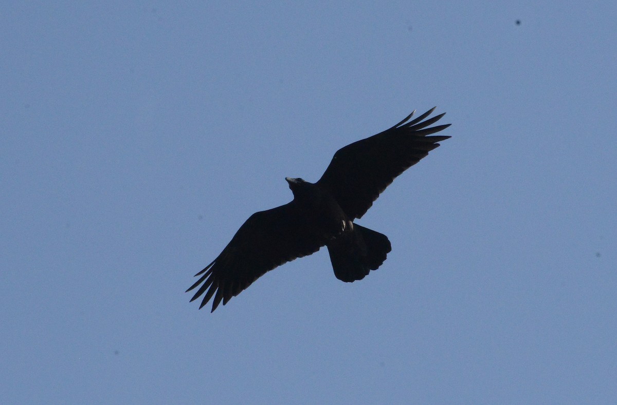 American Crow - ML234405941