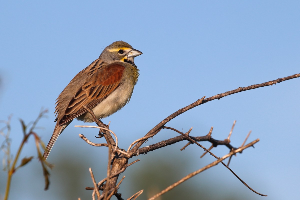 Dickcissel - Martina Nordstrand