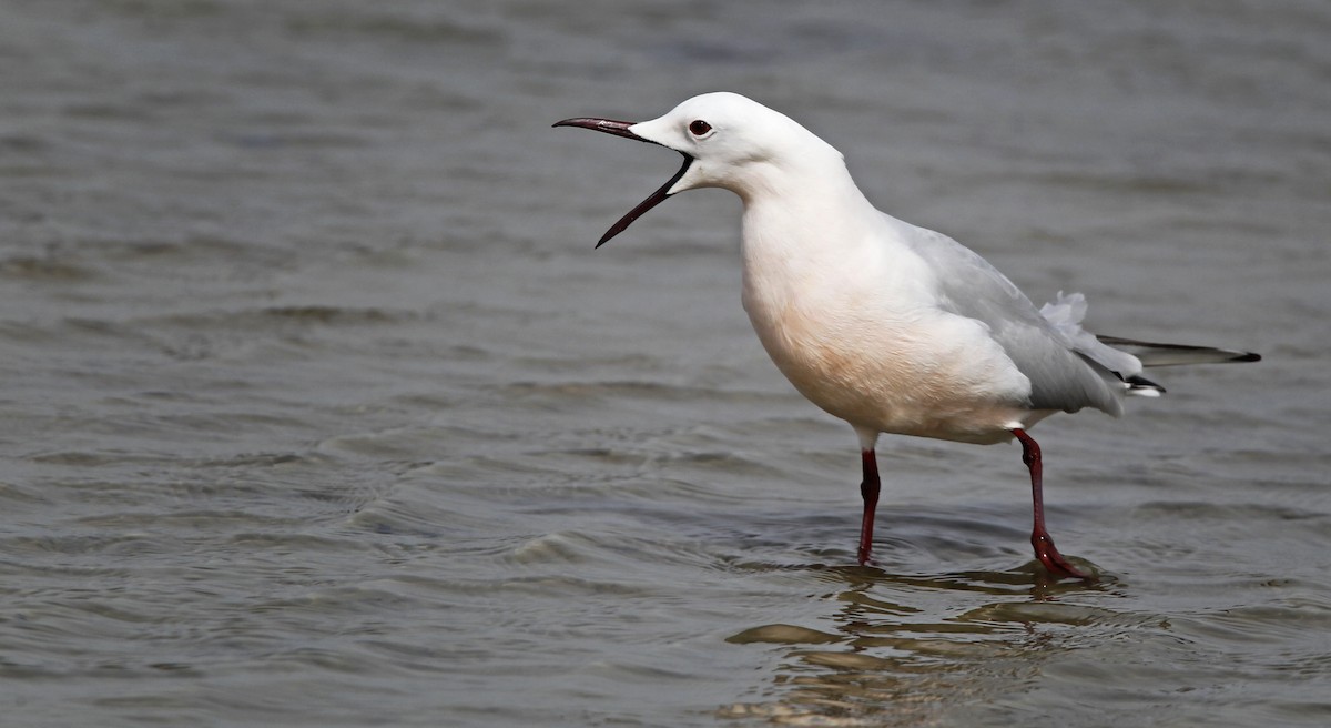 Slender-billed Gull - ML23441001