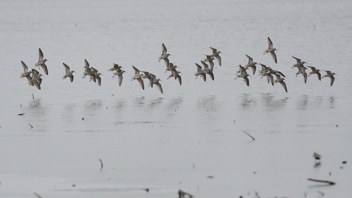 Stilt Sandpiper - ML234410211