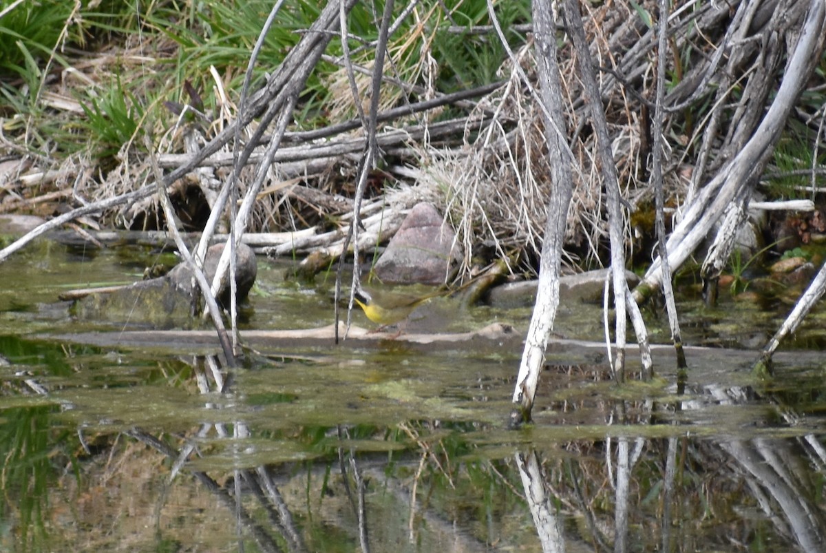 Common Yellowthroat - ML234410661