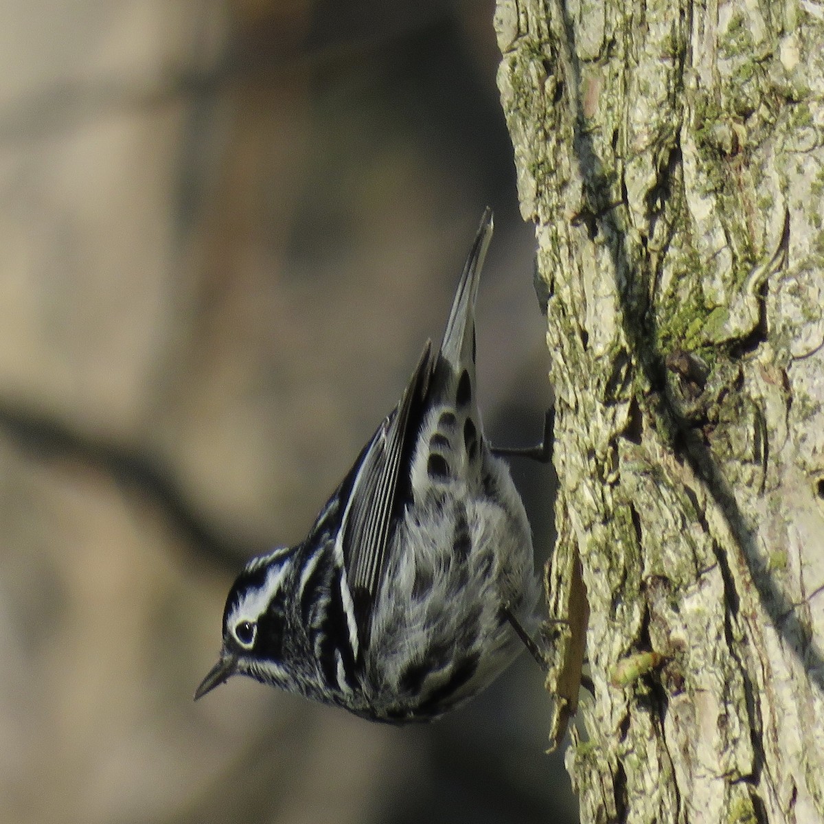 Black-and-white Warbler - ML234413081