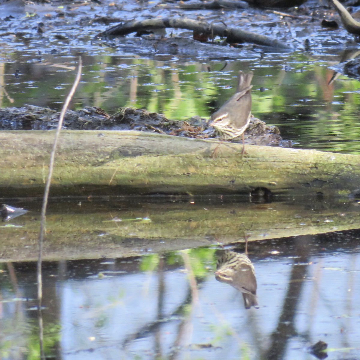 Northern Waterthrush - ML234413371