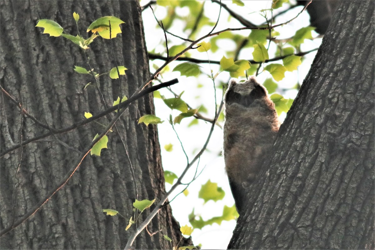 Virginiauhu - ML234413641