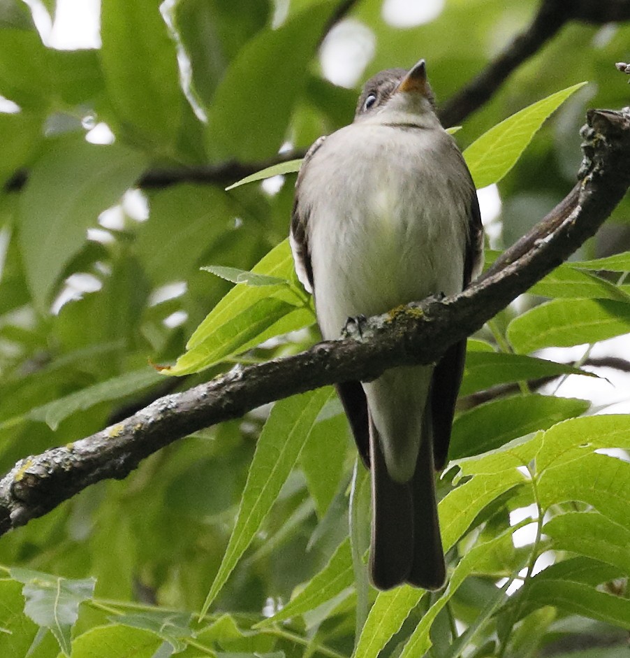 Eastern Wood-Pewee - Charles Carlson