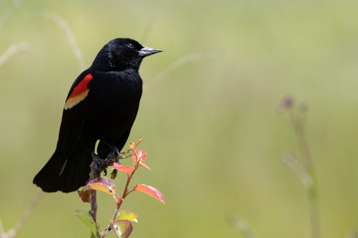 Red-winged Blackbird - Tom Blevins