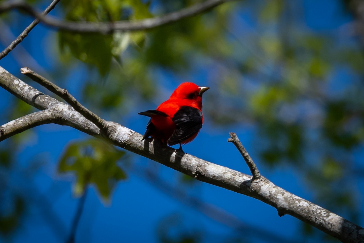 Scarlet Tanager - ML234414361