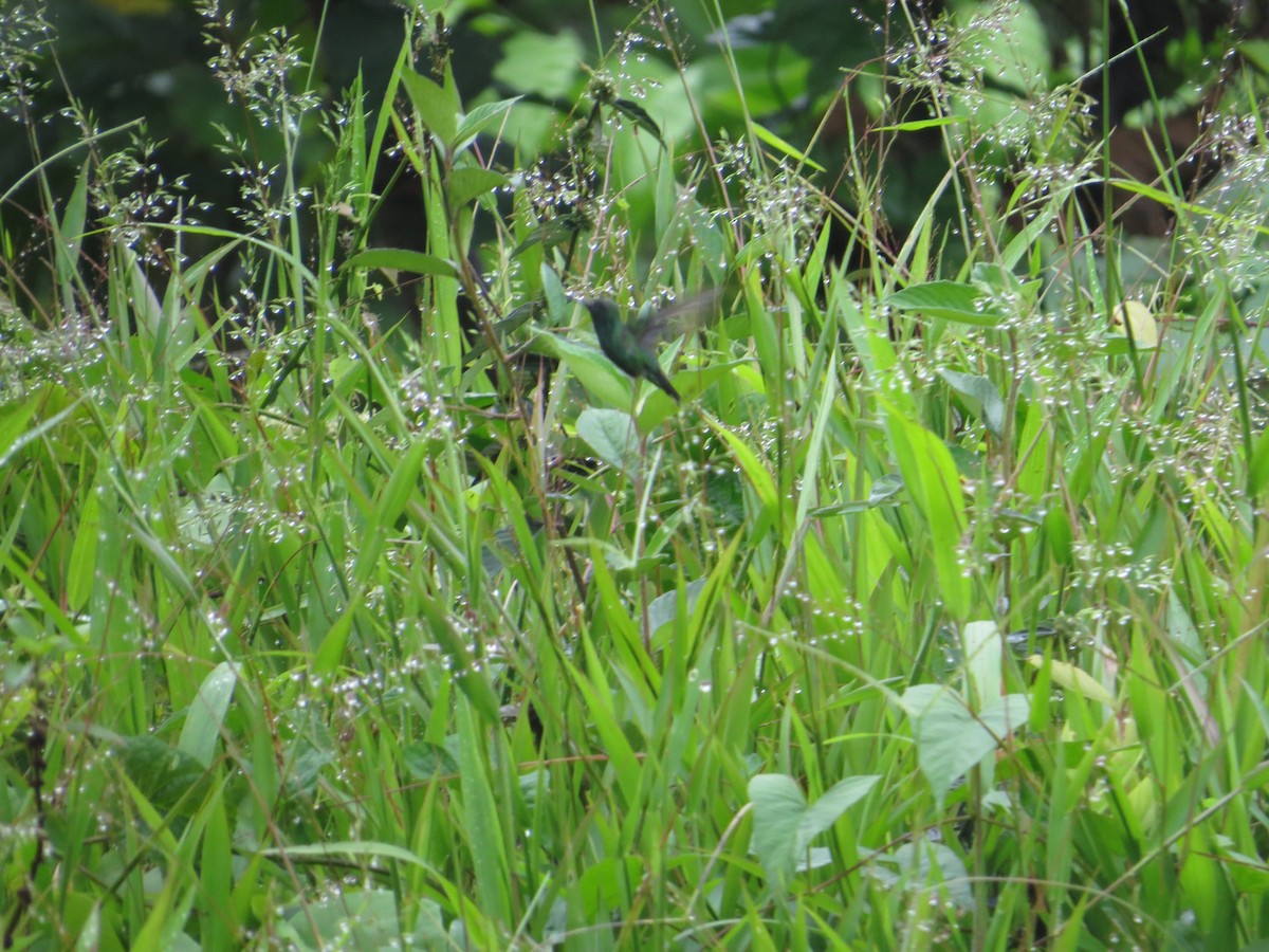 Garden Emerald - ML234414781