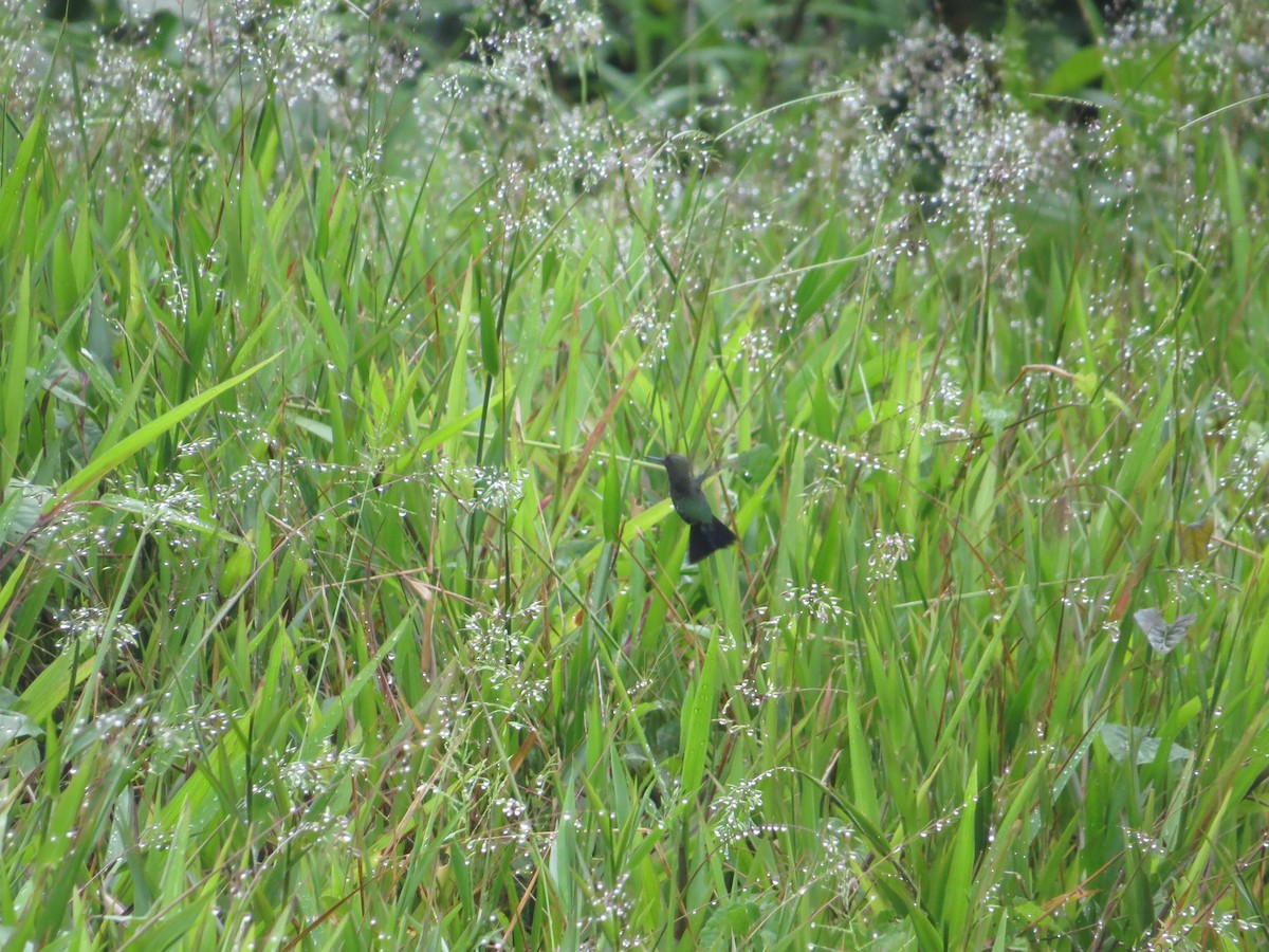 Garden Emerald - ML234414801