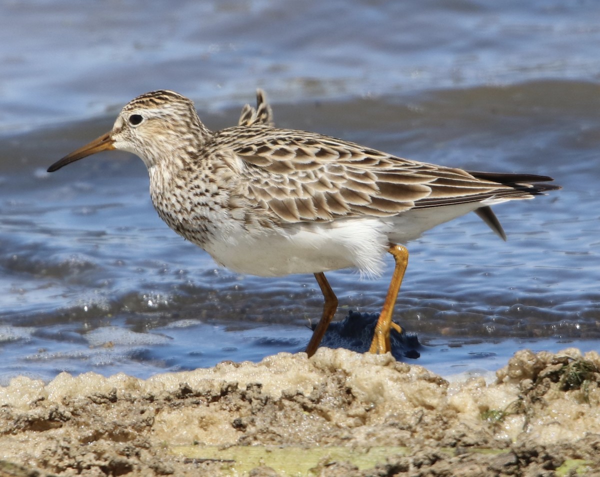 Graubrust-Strandläufer - ML234415531