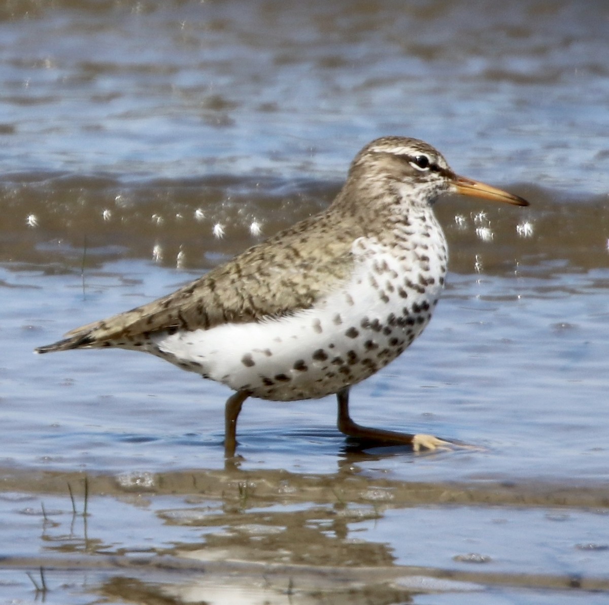 Spotted Sandpiper - ML234415861