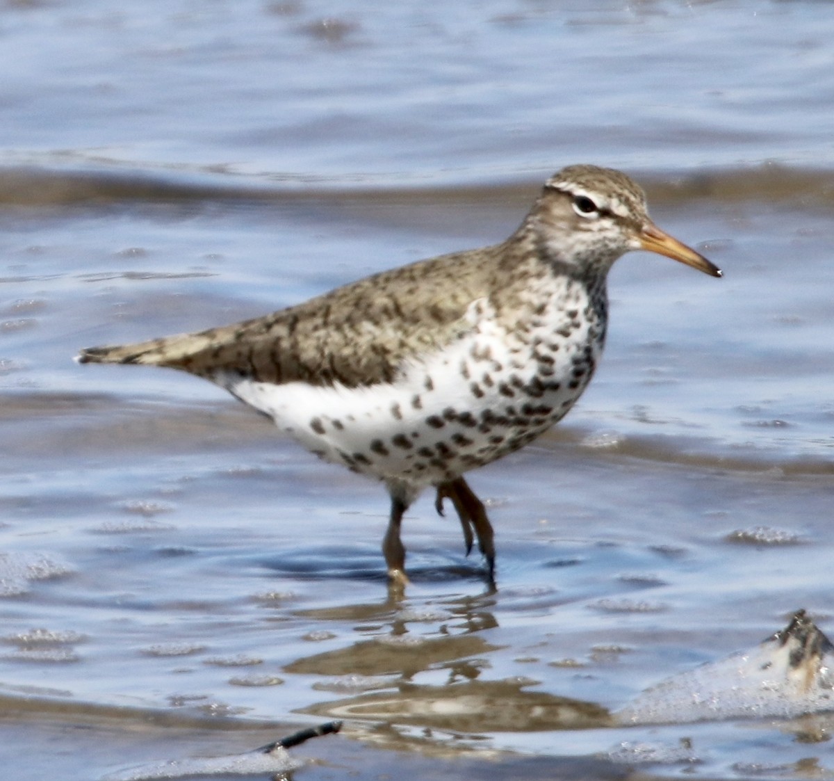 Spotted Sandpiper - ML234415881