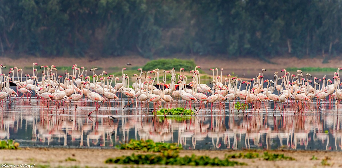 Flamant rose - ML234416971