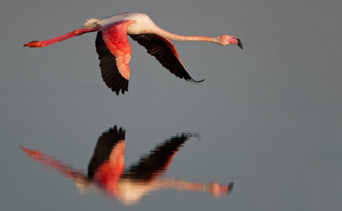 Greater Flamingo - ML23441881