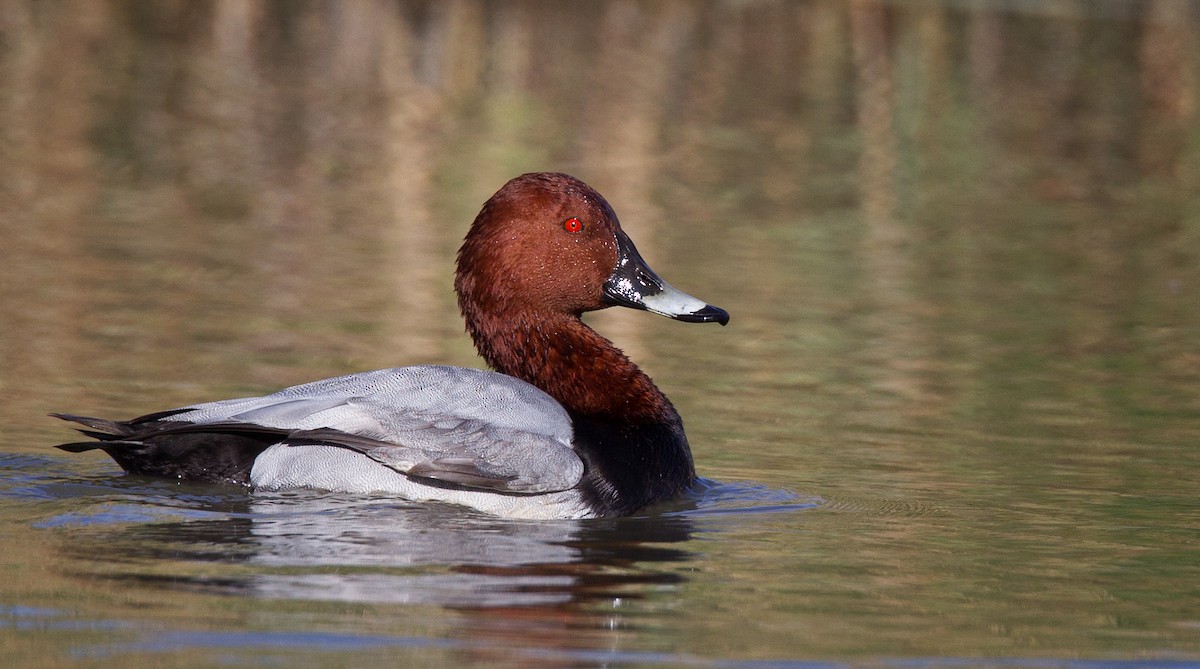 Common Pochard - ML23442071