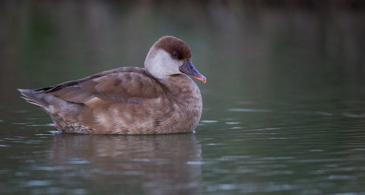 Red-crested Pochard - Ian Davies
