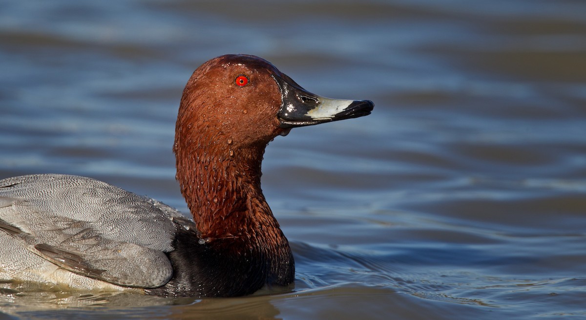 Common Pochard - ML23442121