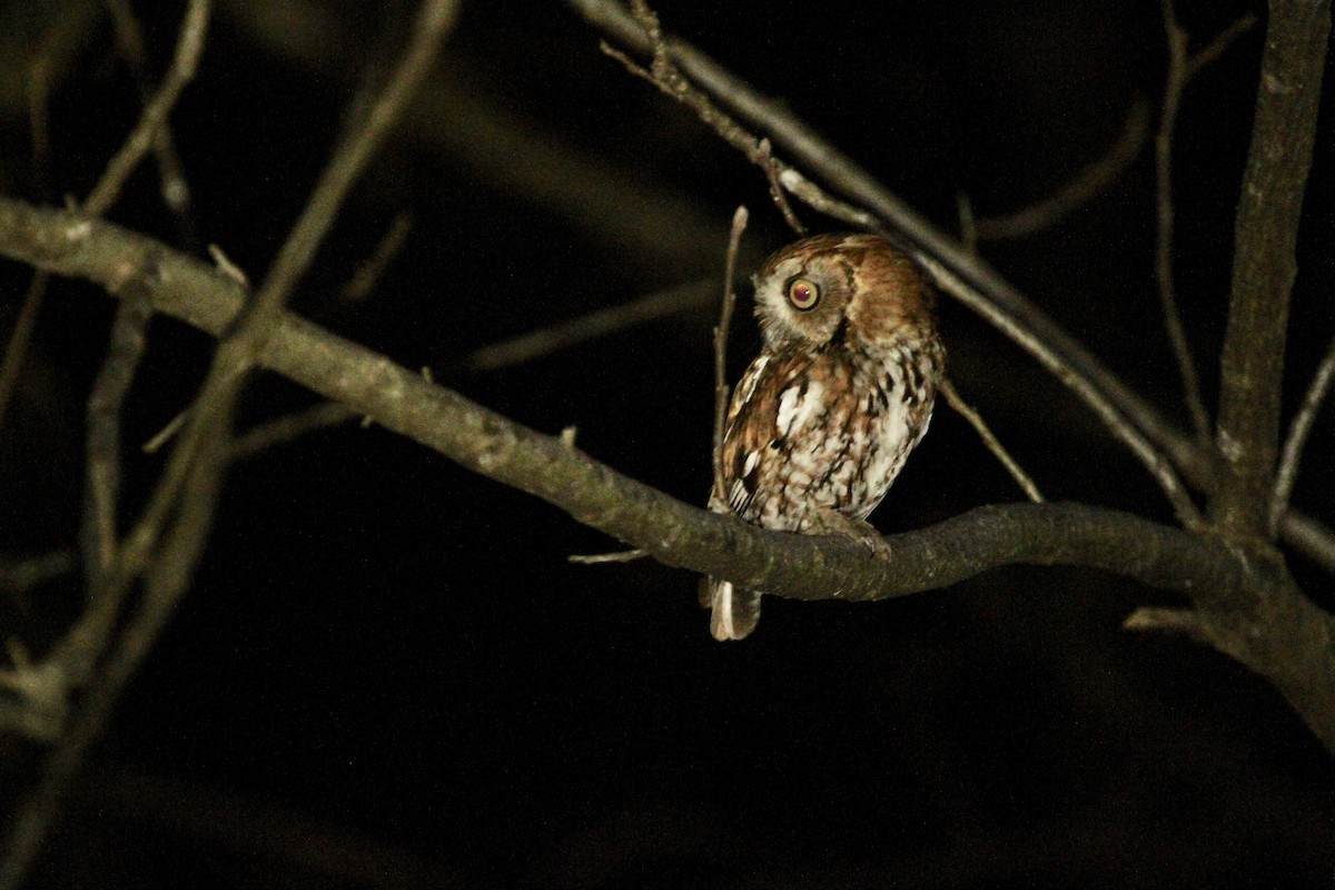 Eastern Screech-Owl - ML234422131