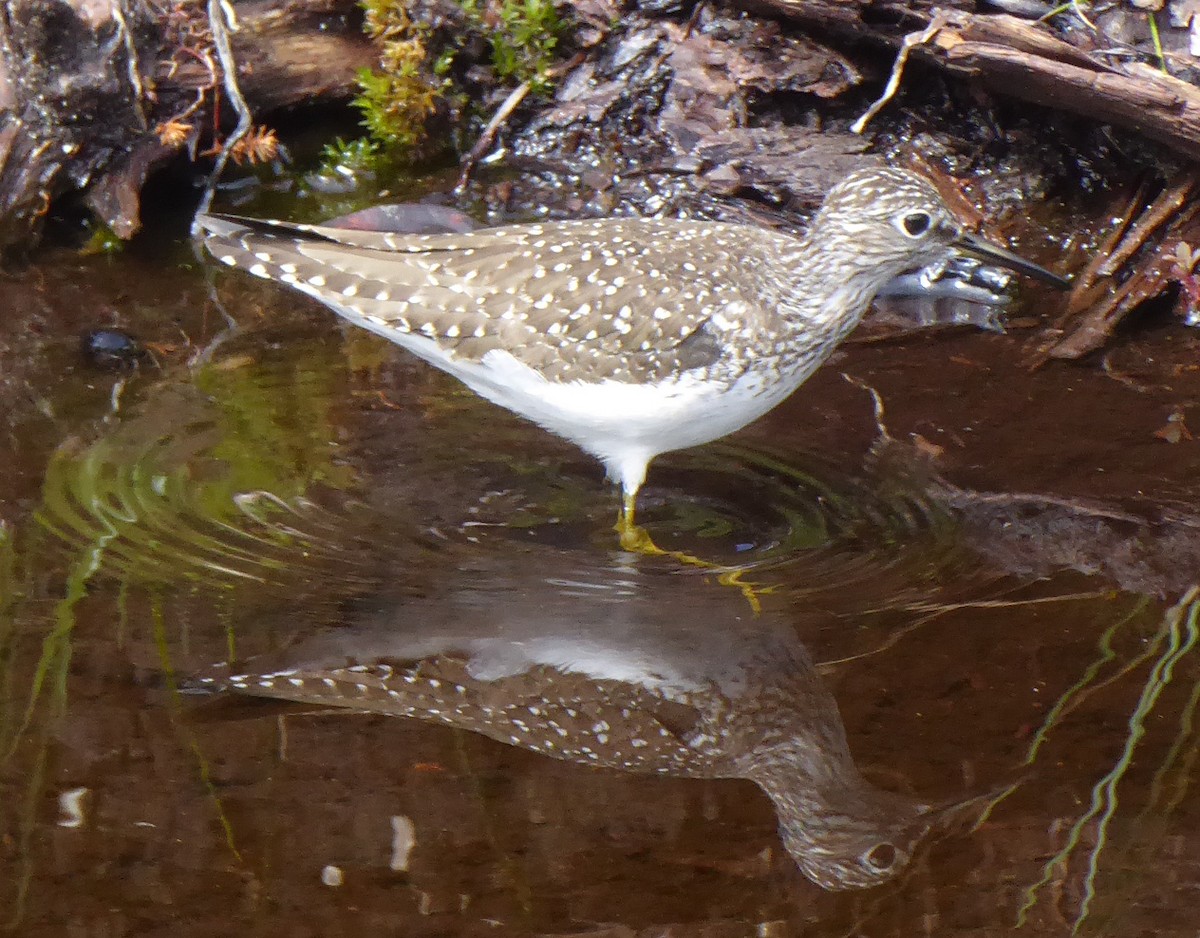 Solitary Sandpiper - ML234422261