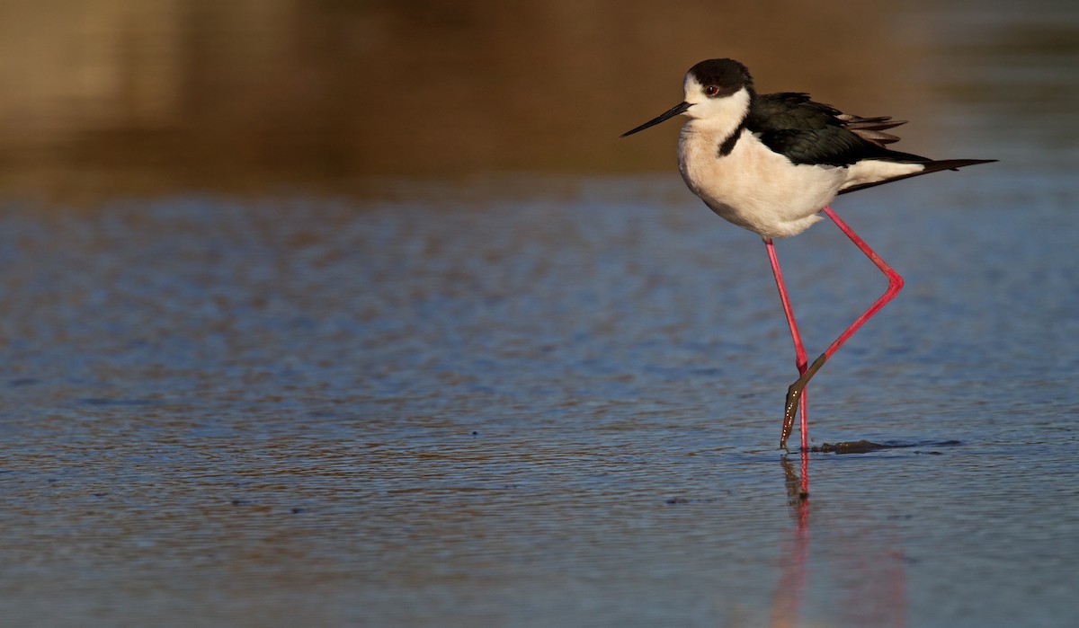 Black-winged Stilt - Ian Davies