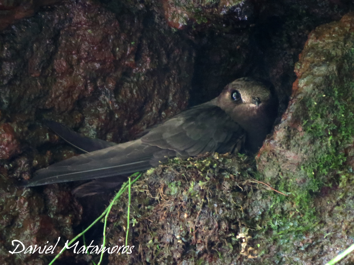 White-chinned Swift - ML234422681