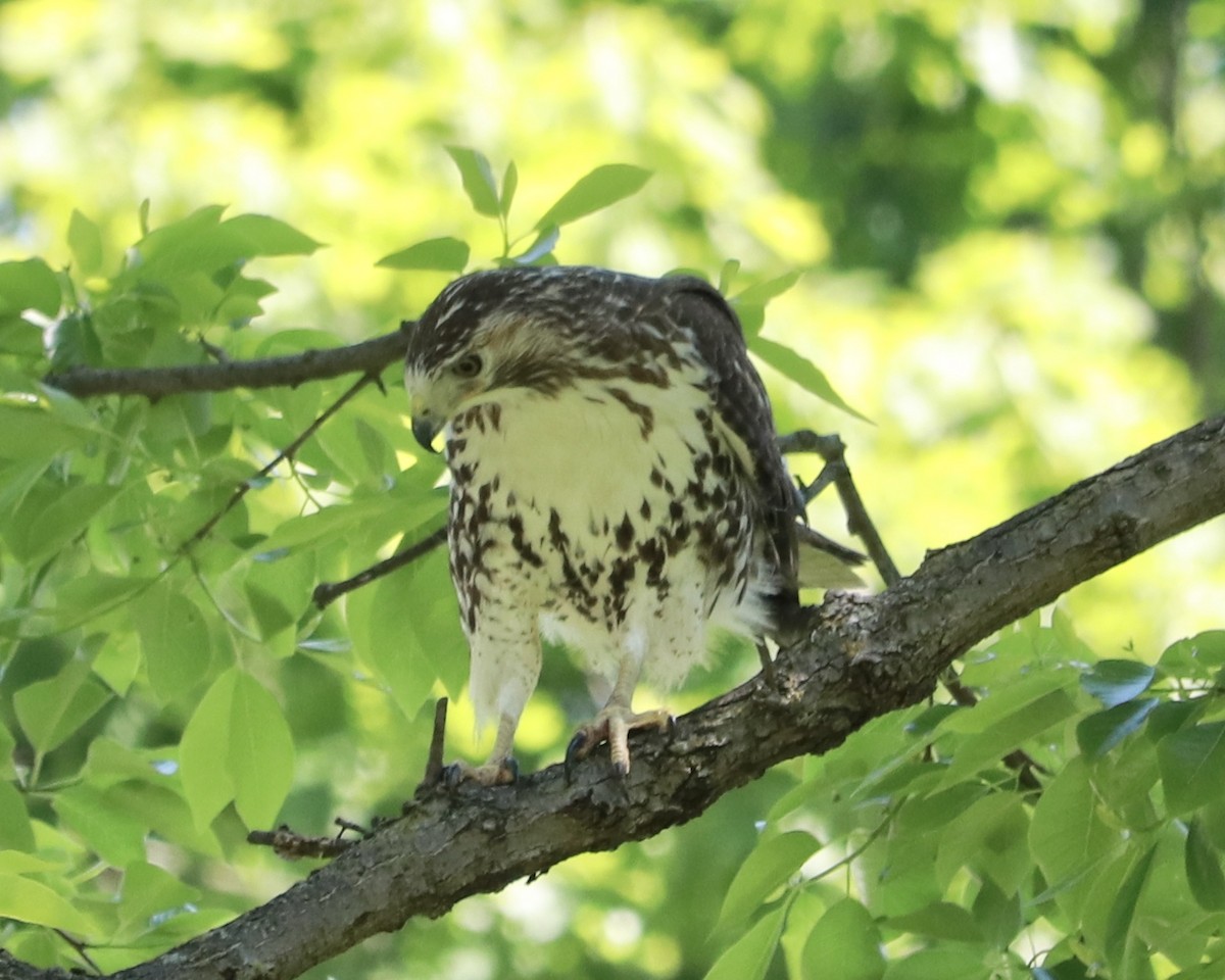 Red-tailed Hawk - ML234422941