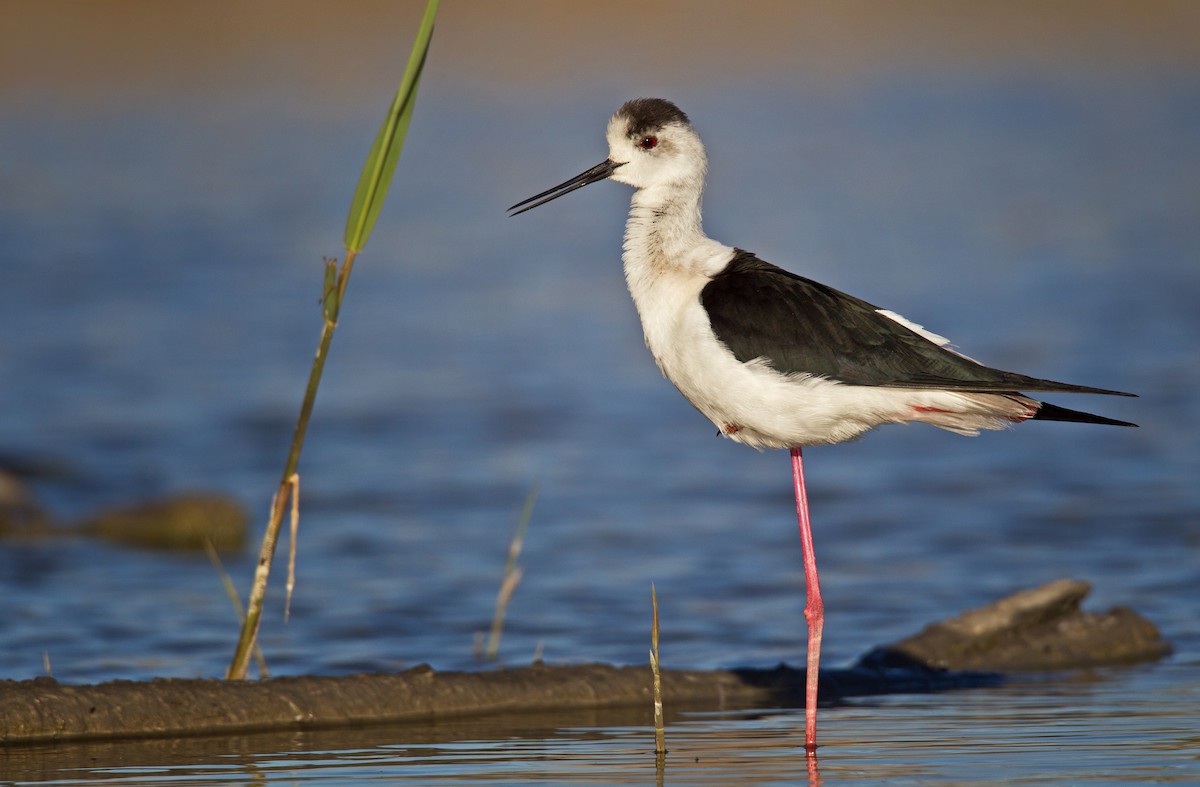 Black-winged Stilt - ML23442331