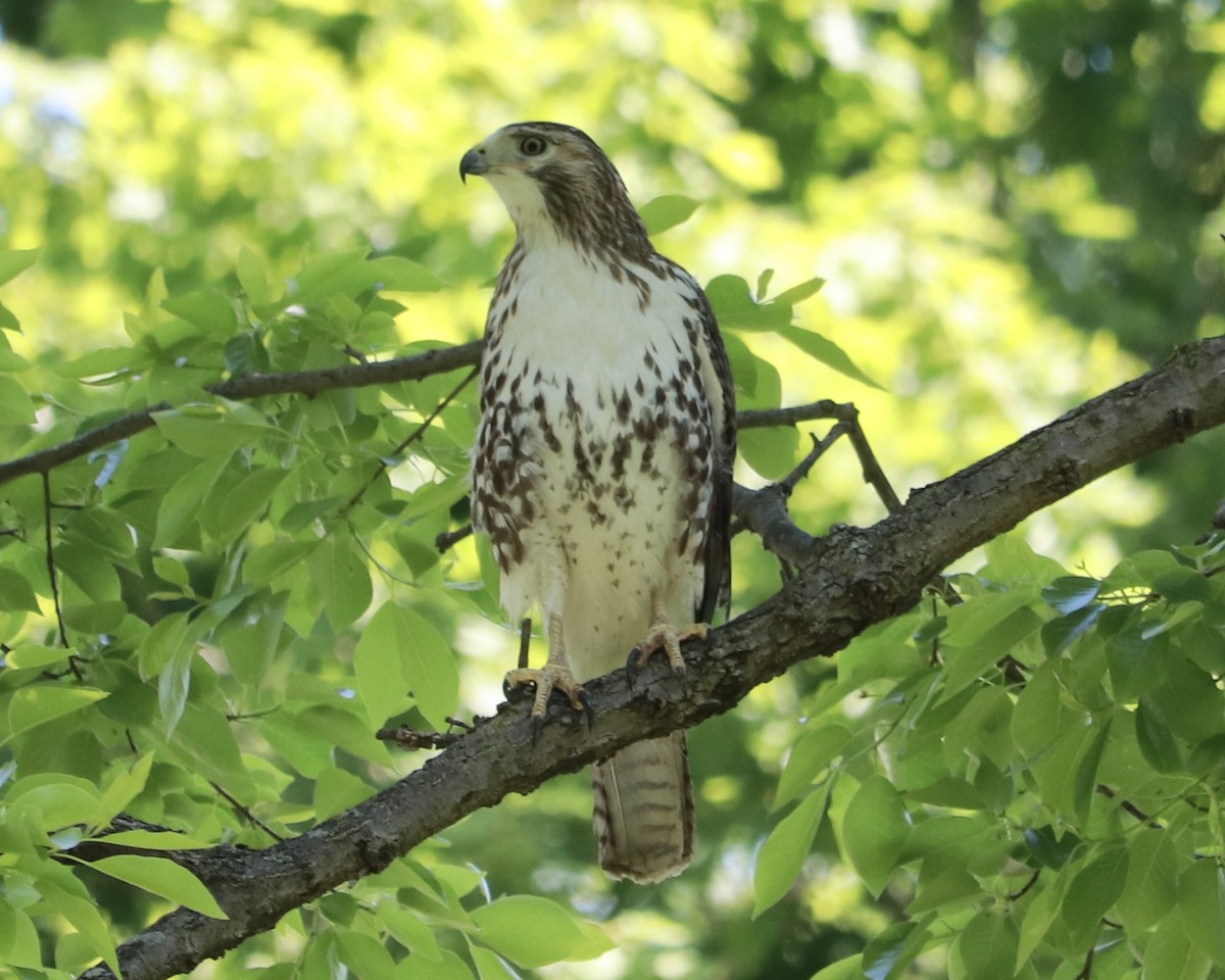 Red-tailed Hawk - ML234423541