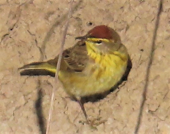 Palm Warbler - ML234424561