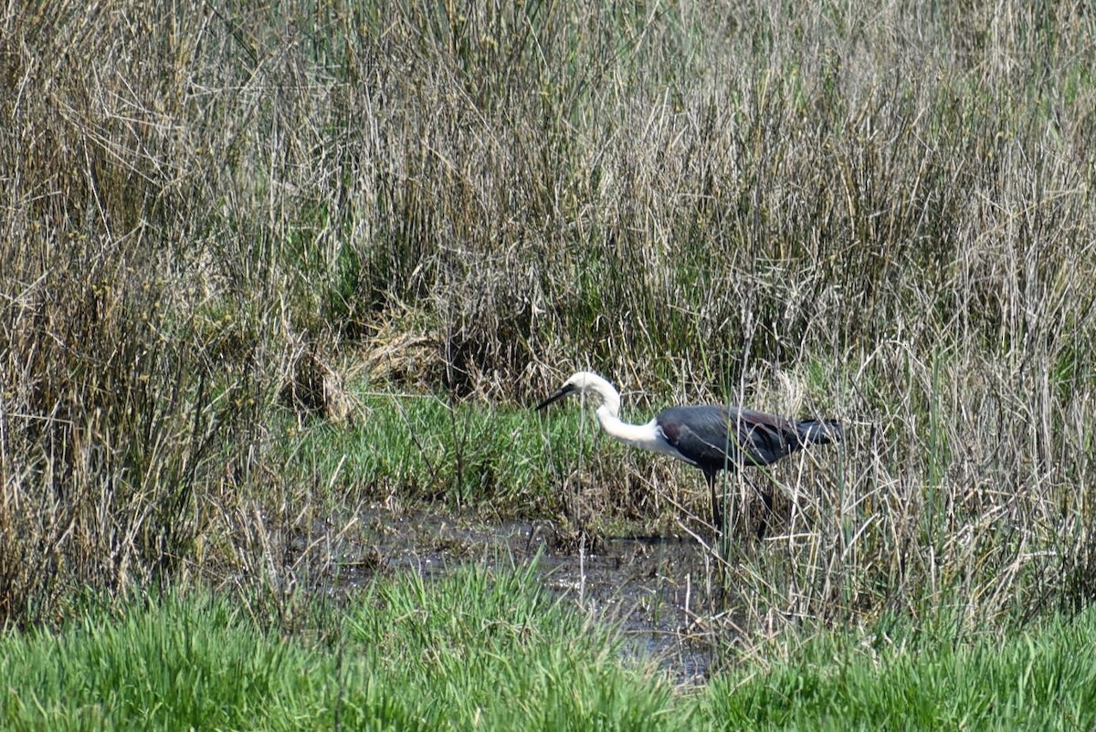 Pacific Heron - ML234424851