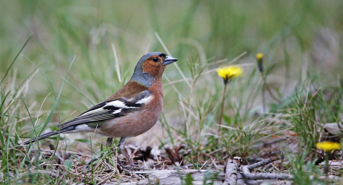Common Chaffinch - Ian Davies