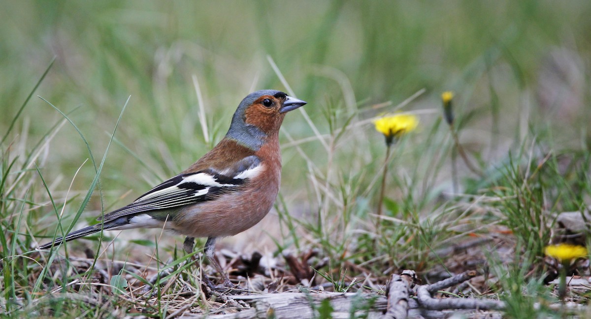 Common Chaffinch - ML23442541