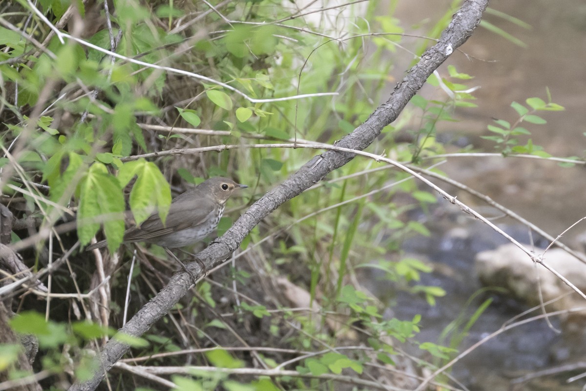 Swainson's Thrush - ML234425841