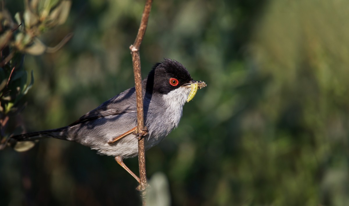 Curruca Cabecinegra - ML23442621