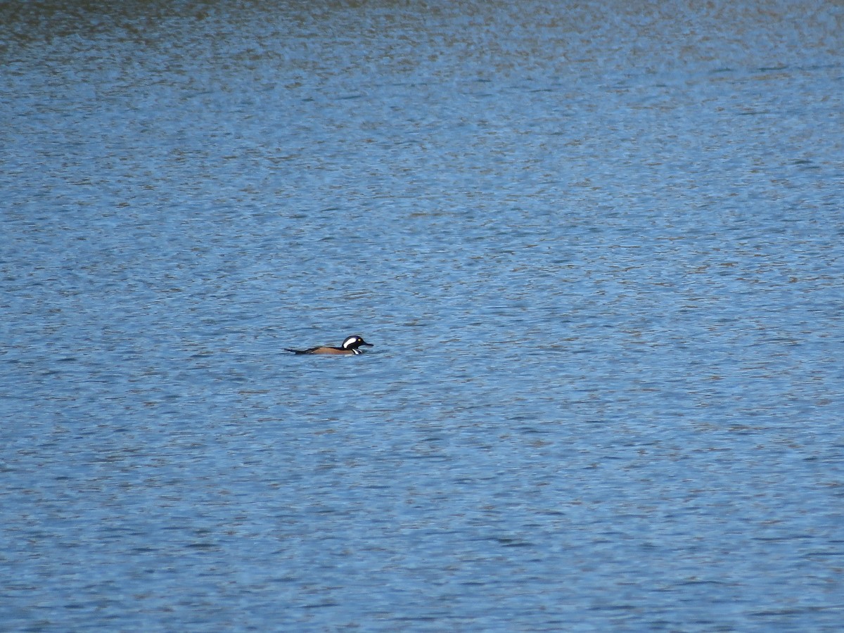 Hooded Merganser - ML23442631