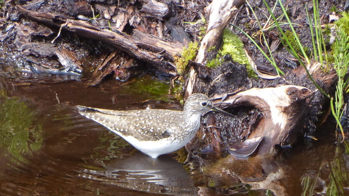 Solitary Sandpiper - ML234426741