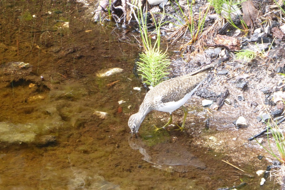 Solitary Sandpiper - ML234426761