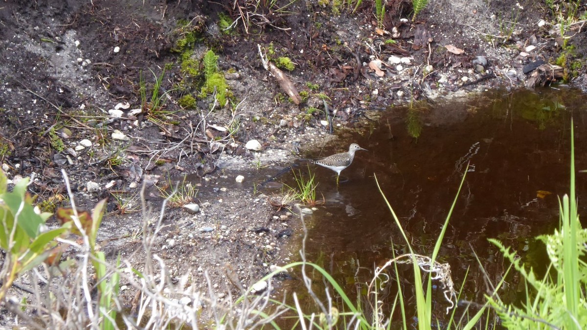 Solitary Sandpiper - ML234426771