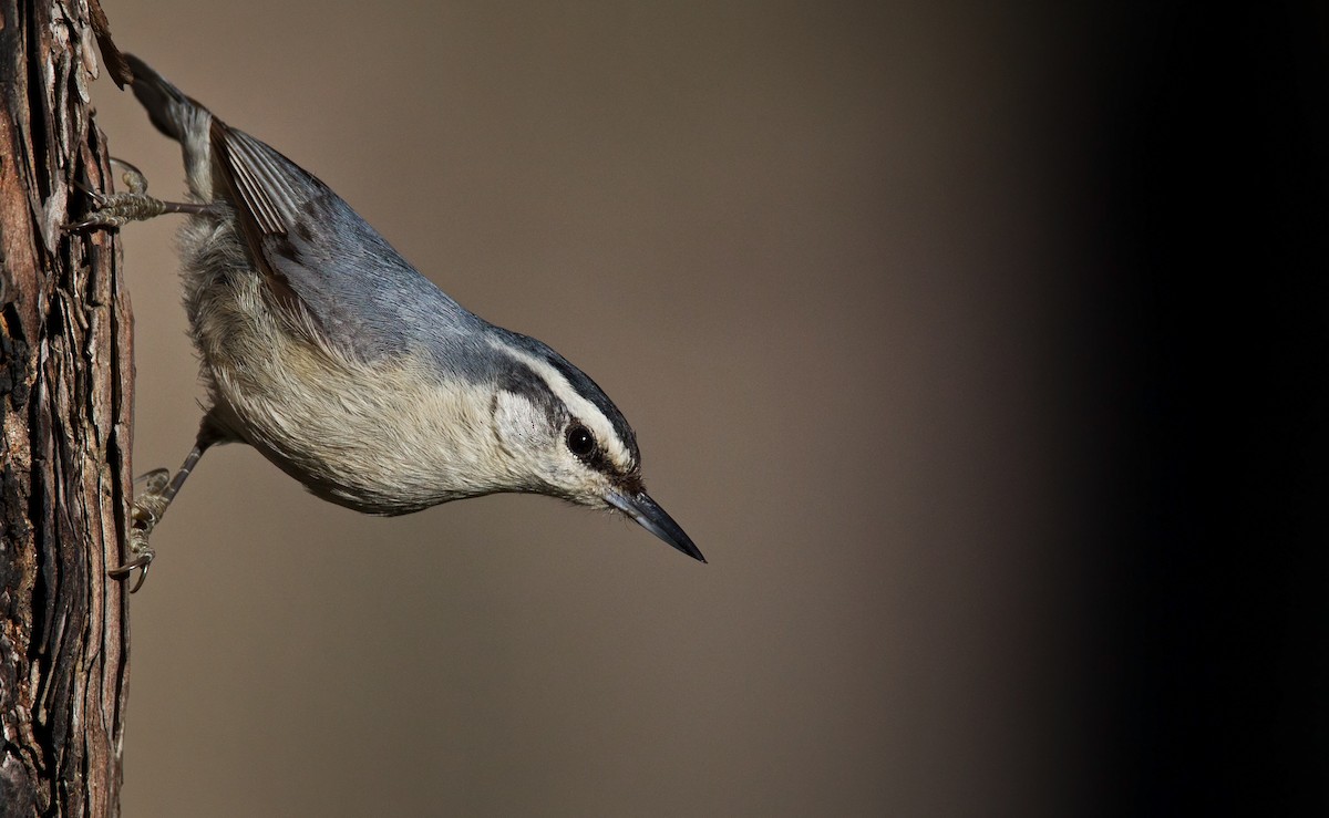 Corsican Nuthatch - ML23442791