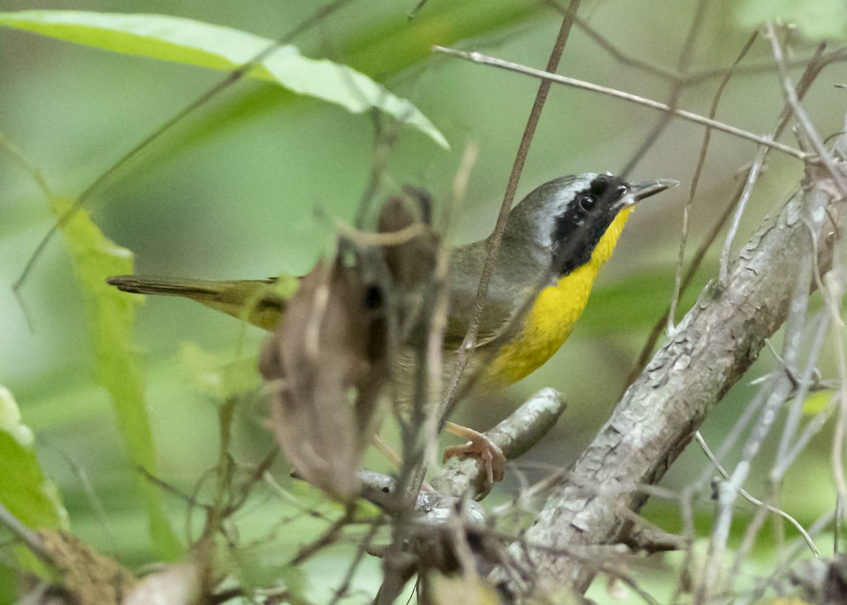 Common Yellowthroat - ML234428001