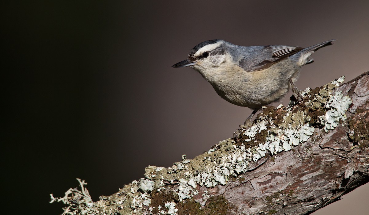 Corsican Nuthatch - ML23442841