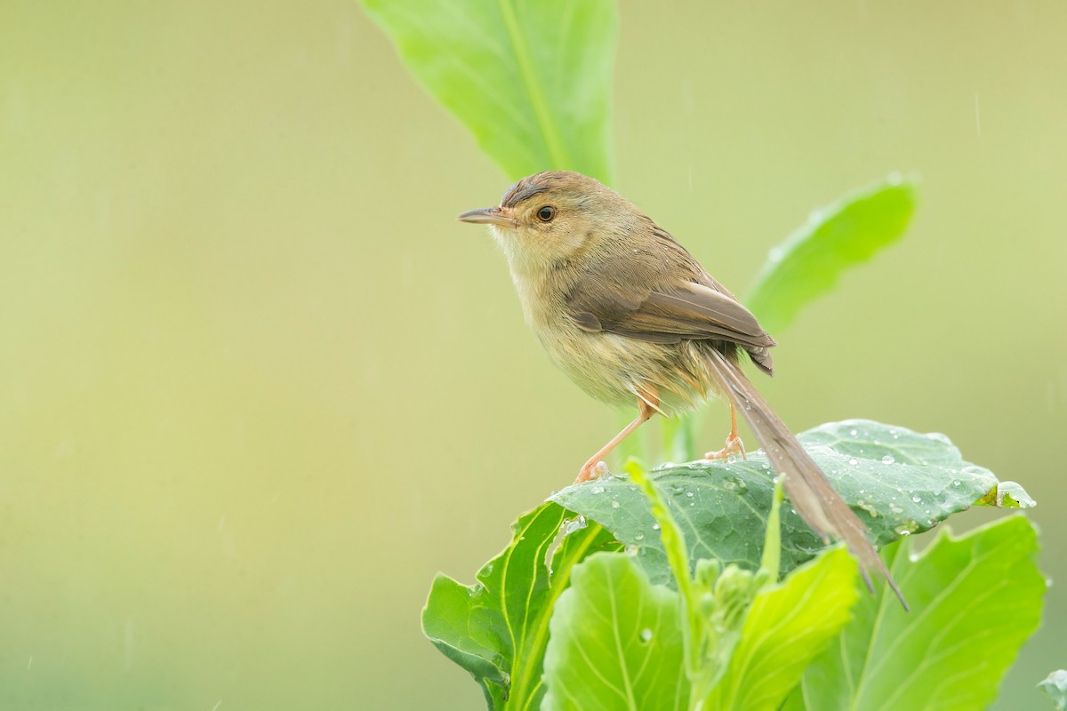 Plain Prinia - David Irving